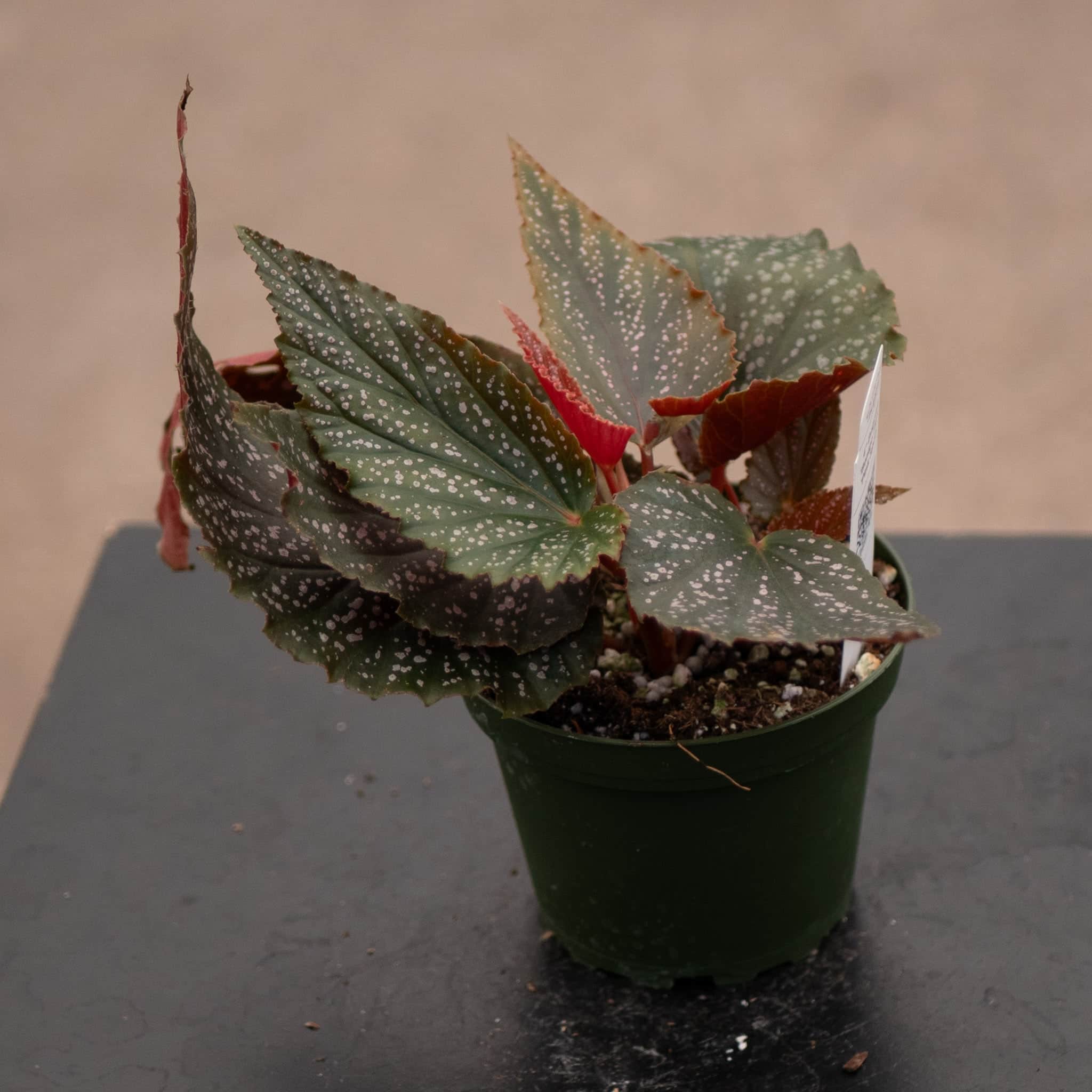 Gabriella Plants Begonia 4' Begonia 'Benigo Pink' 'Pink Spots'