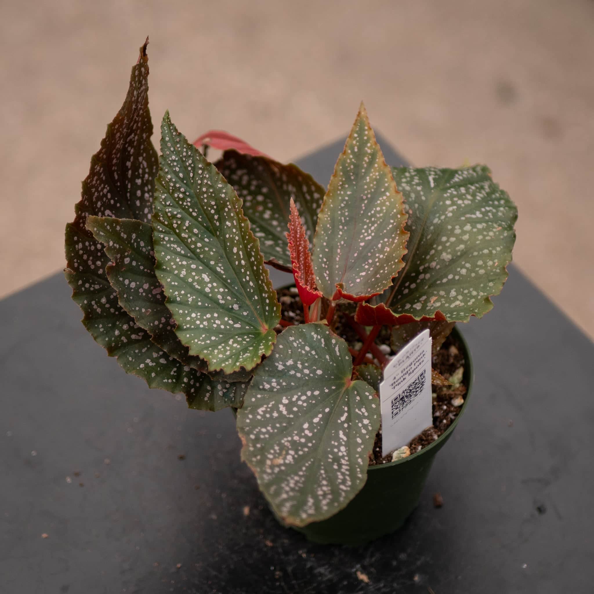 Gabriella Plants Begonia 4' Begonia 'Benigo Pink' 'Pink Spots'