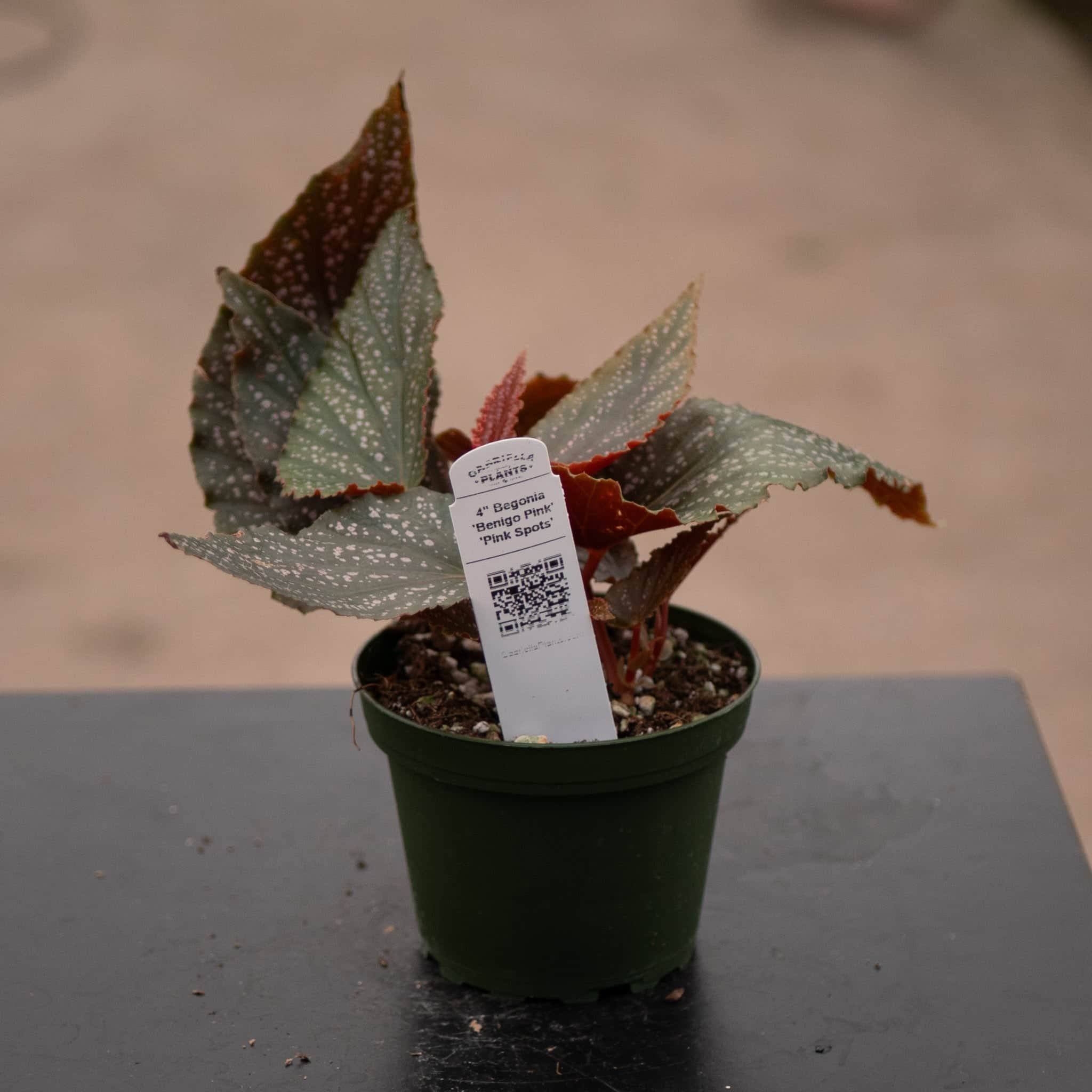 Gabriella Plants Begonia 4' Begonia 'Benigo Pink' 'Pink Spots'
