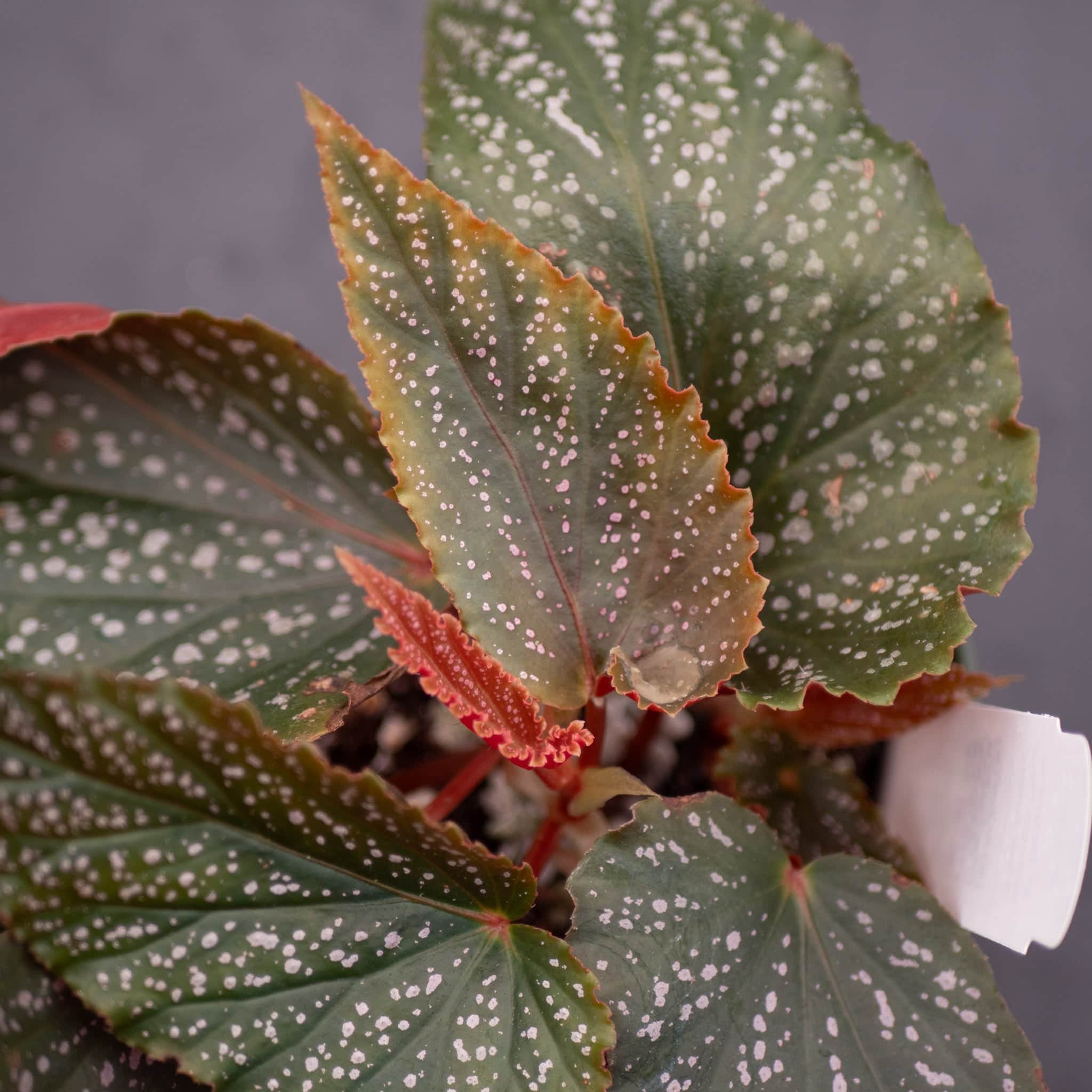 Gabriella Plants Begonia 4' Begonia 'Benigo Pink' 'Pink Spots'