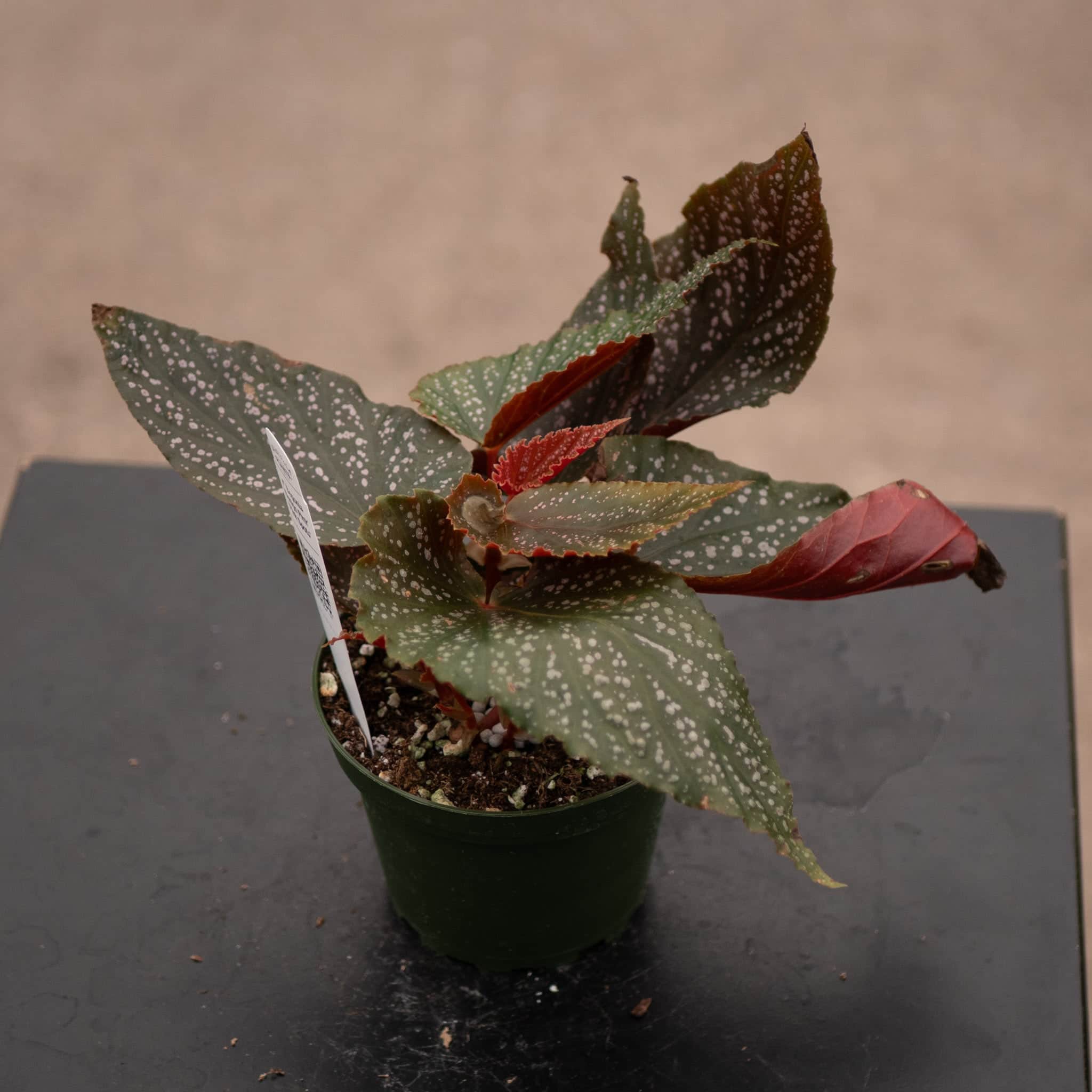 Gabriella Plants Begonia 4' Begonia 'Benigo Pink' 'Pink Spots'