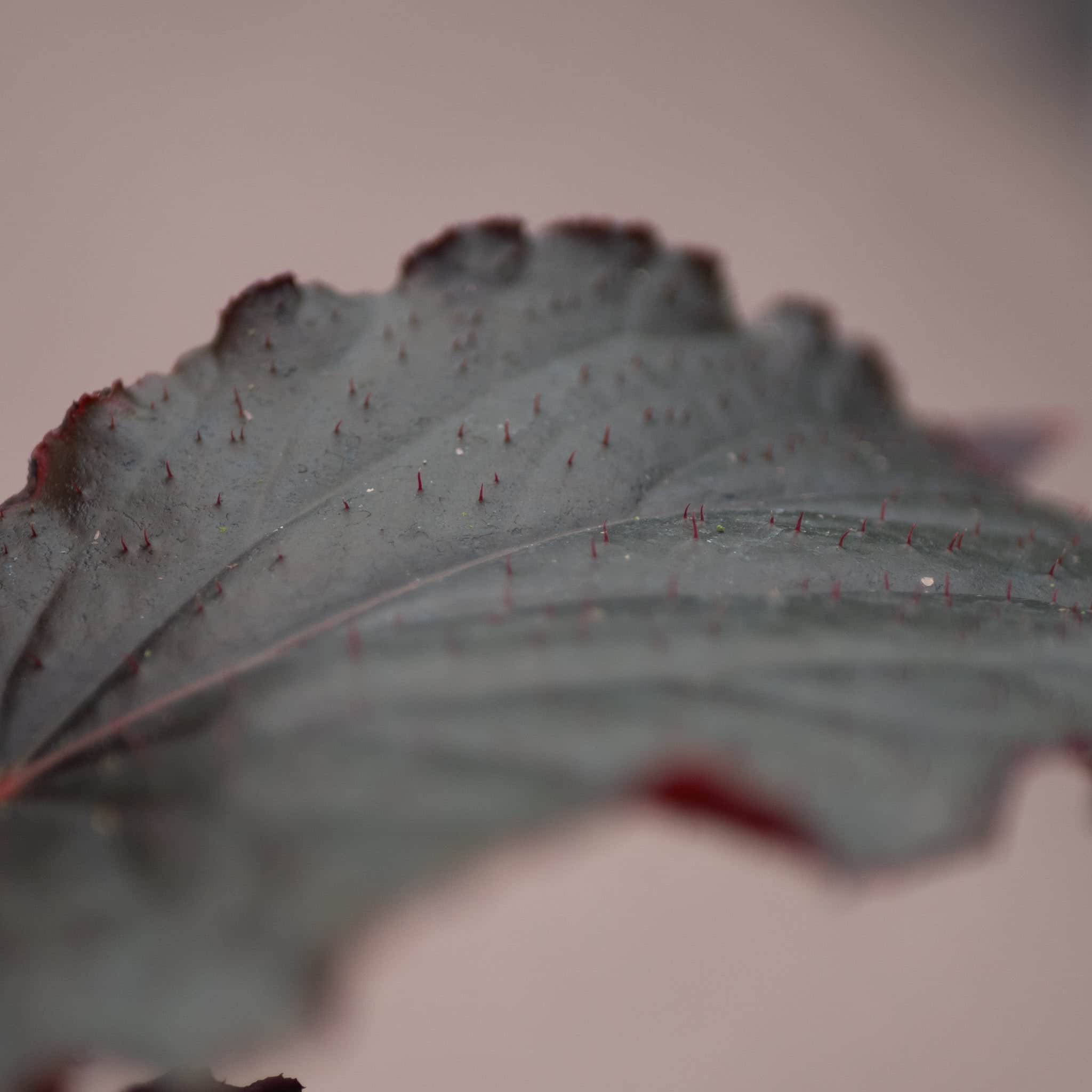 Gabriella Plants Begonia 4