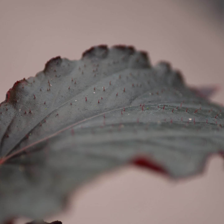 Gabriella Plants Begonia 4" Begonia 'Black Magic'