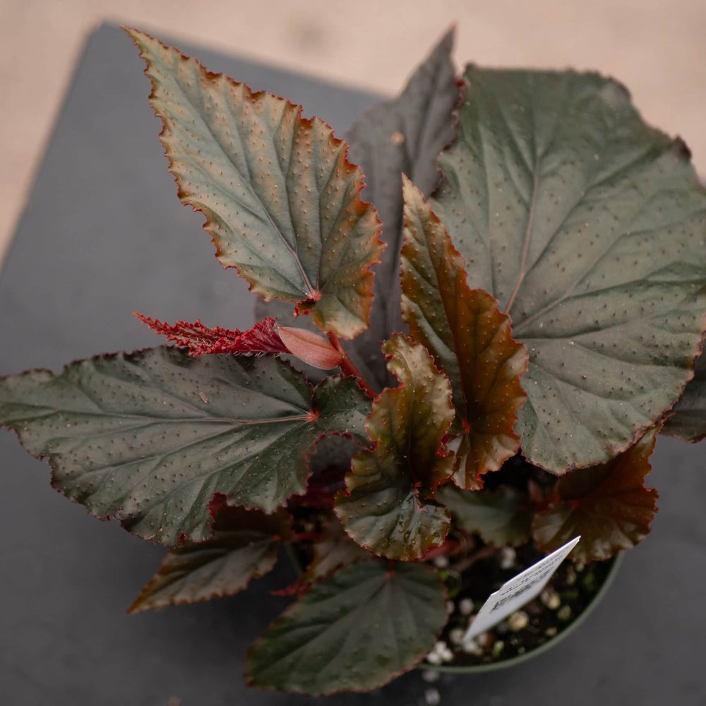 Gabriella Plants Begonia 4" Begonia 'Black Magic'