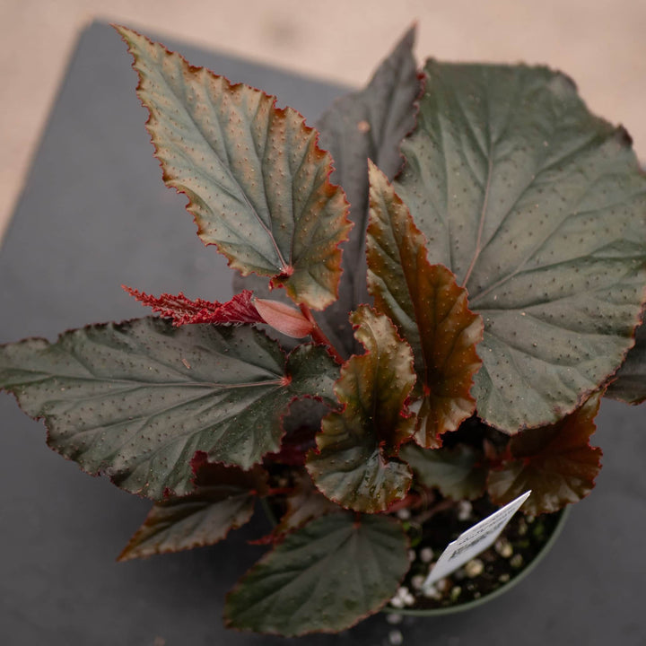 Gabriella Plants Begonia 4" Begonia 'Black Magic'