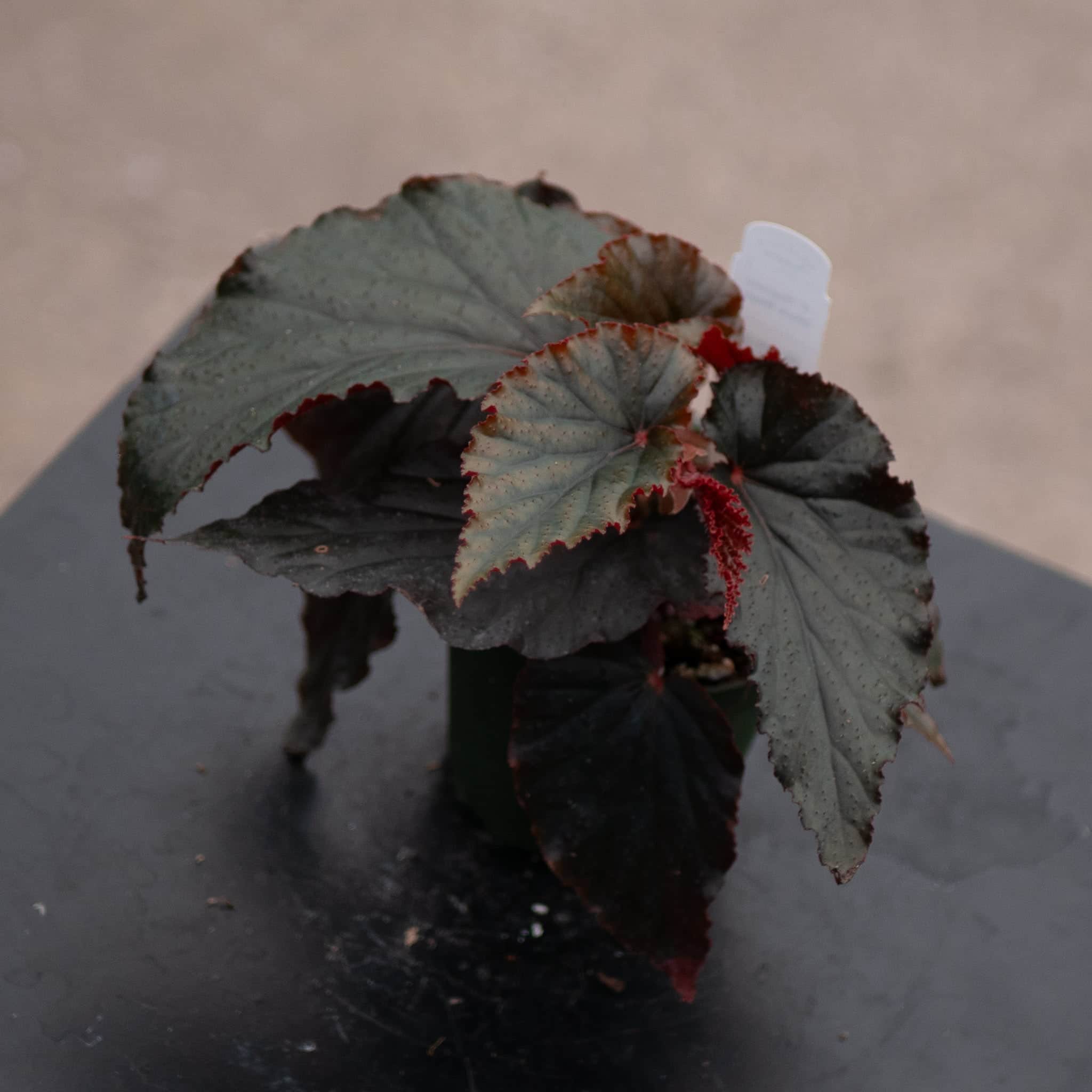 Gabriella Plants Begonia 4
