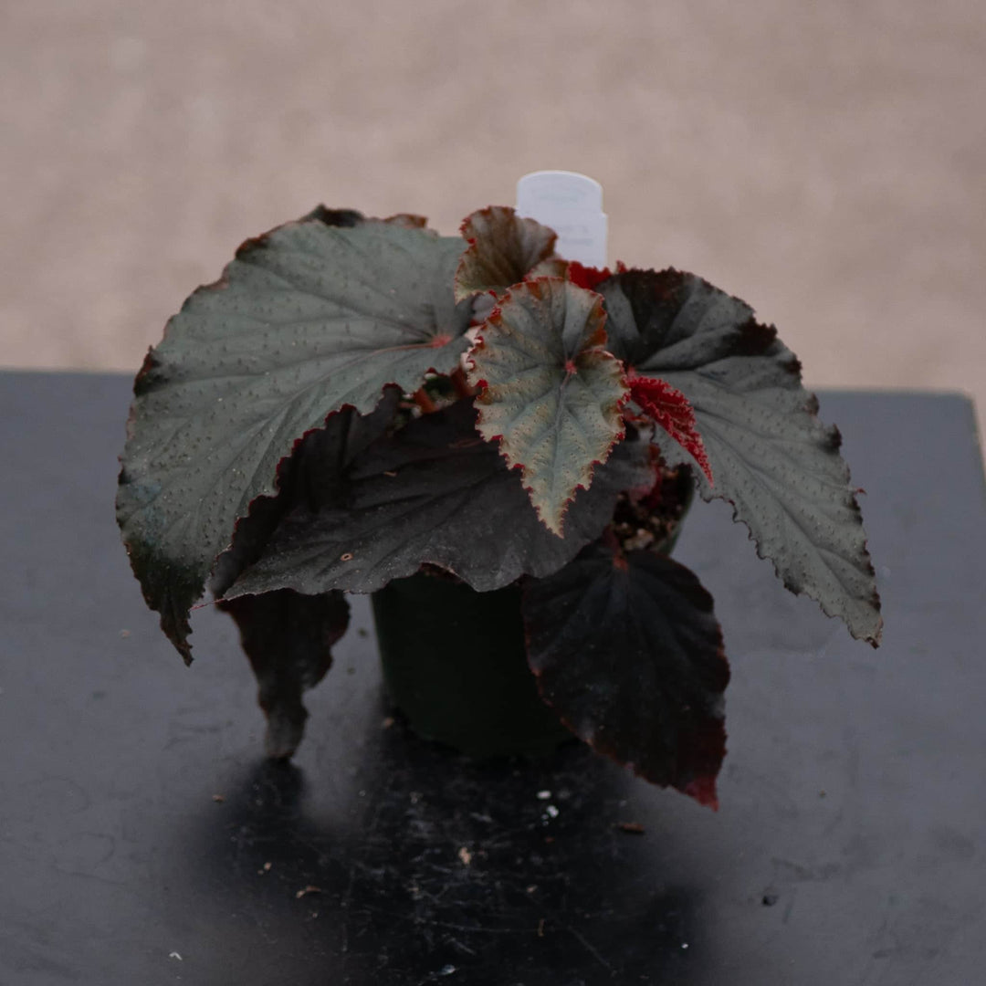 Gabriella Plants Begonia 4" Begonia 'Black Magic'