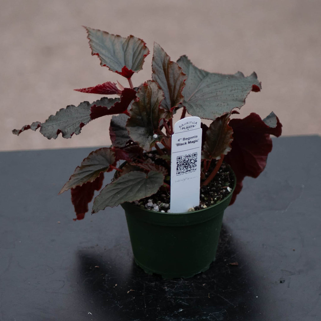 Gabriella Plants Begonia 4" Begonia 'Black Magic'