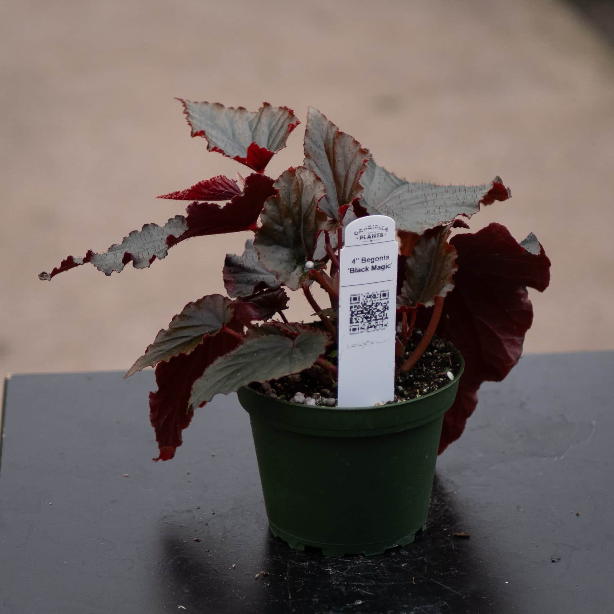Gabriella Plants Begonia 4