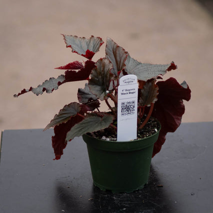 Gabriella Plants Begonia 4