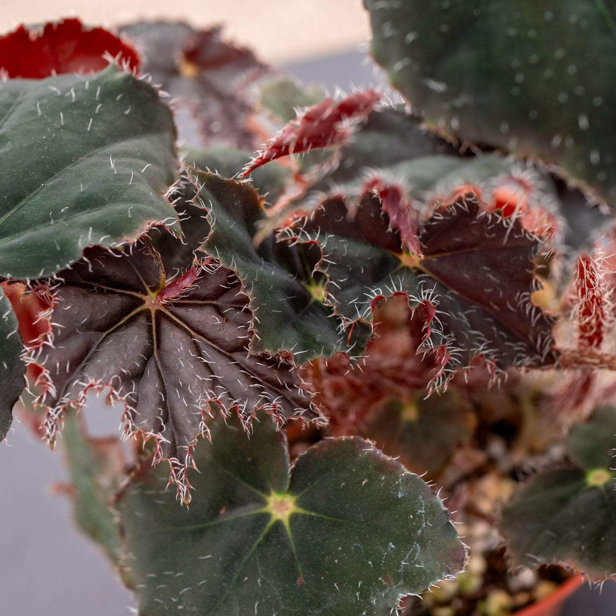 Gabriella Plants Begonia 4