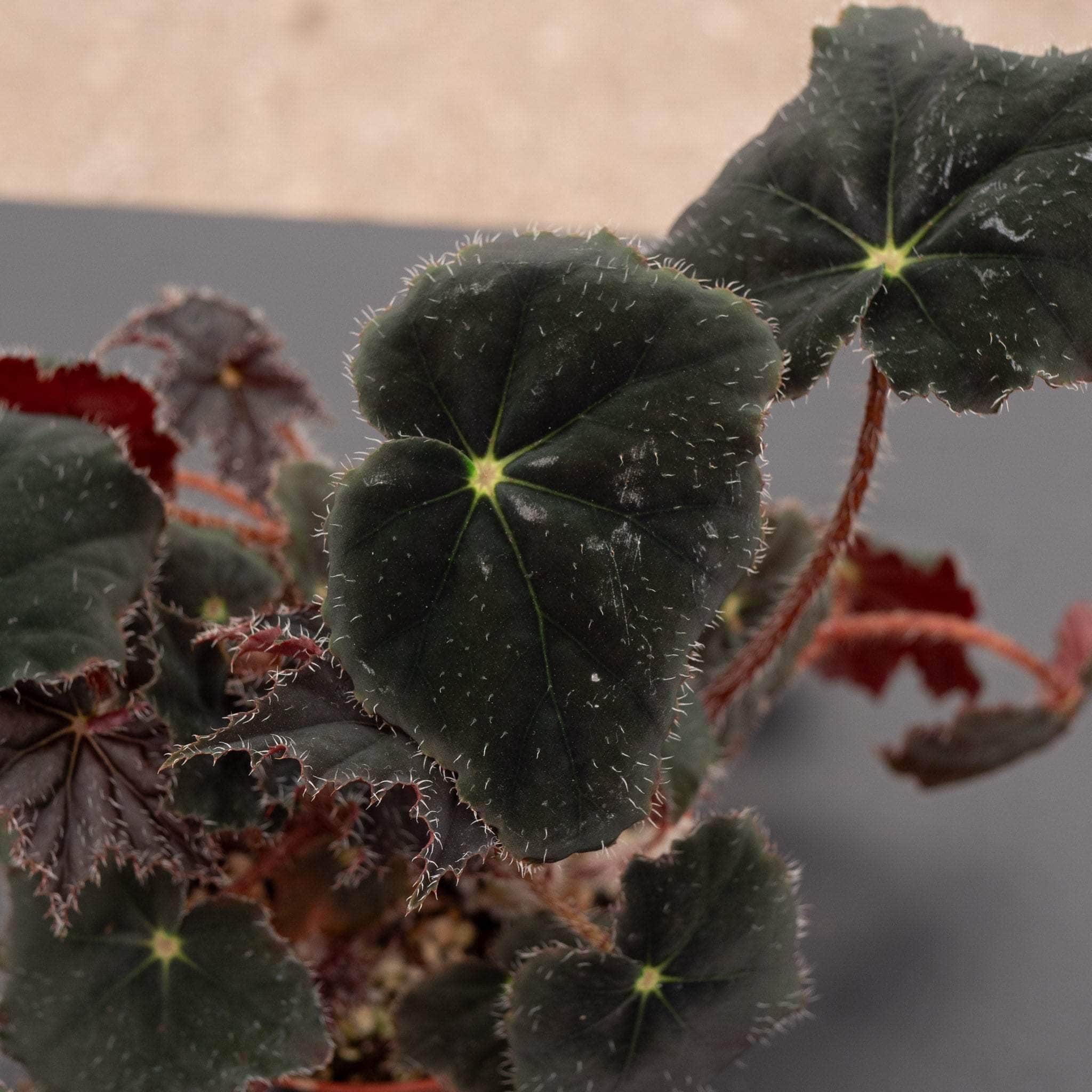 Gabriella Plants Begonia 4