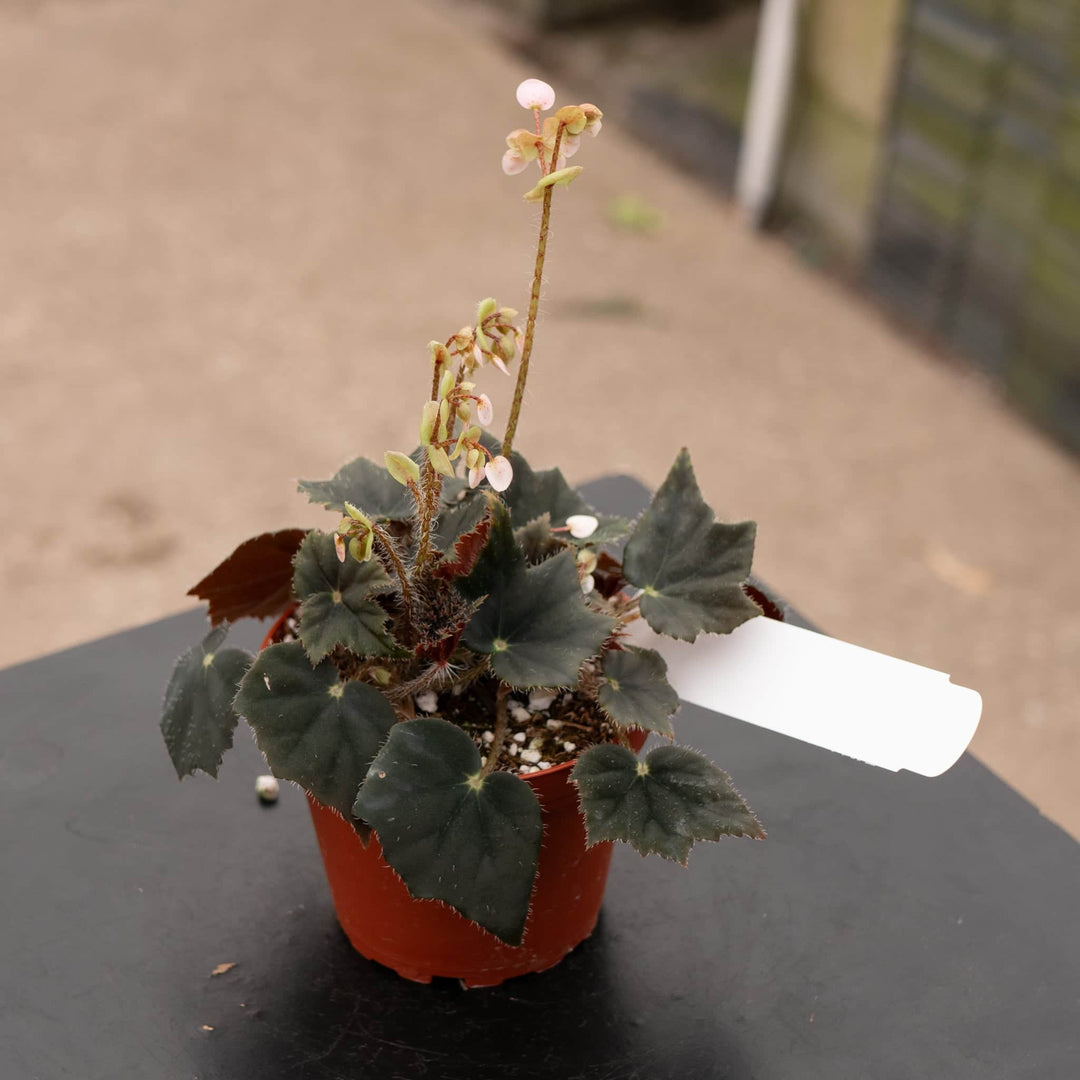 Gabriella Plants Begonia 4" Begonia 'Black Velvet'