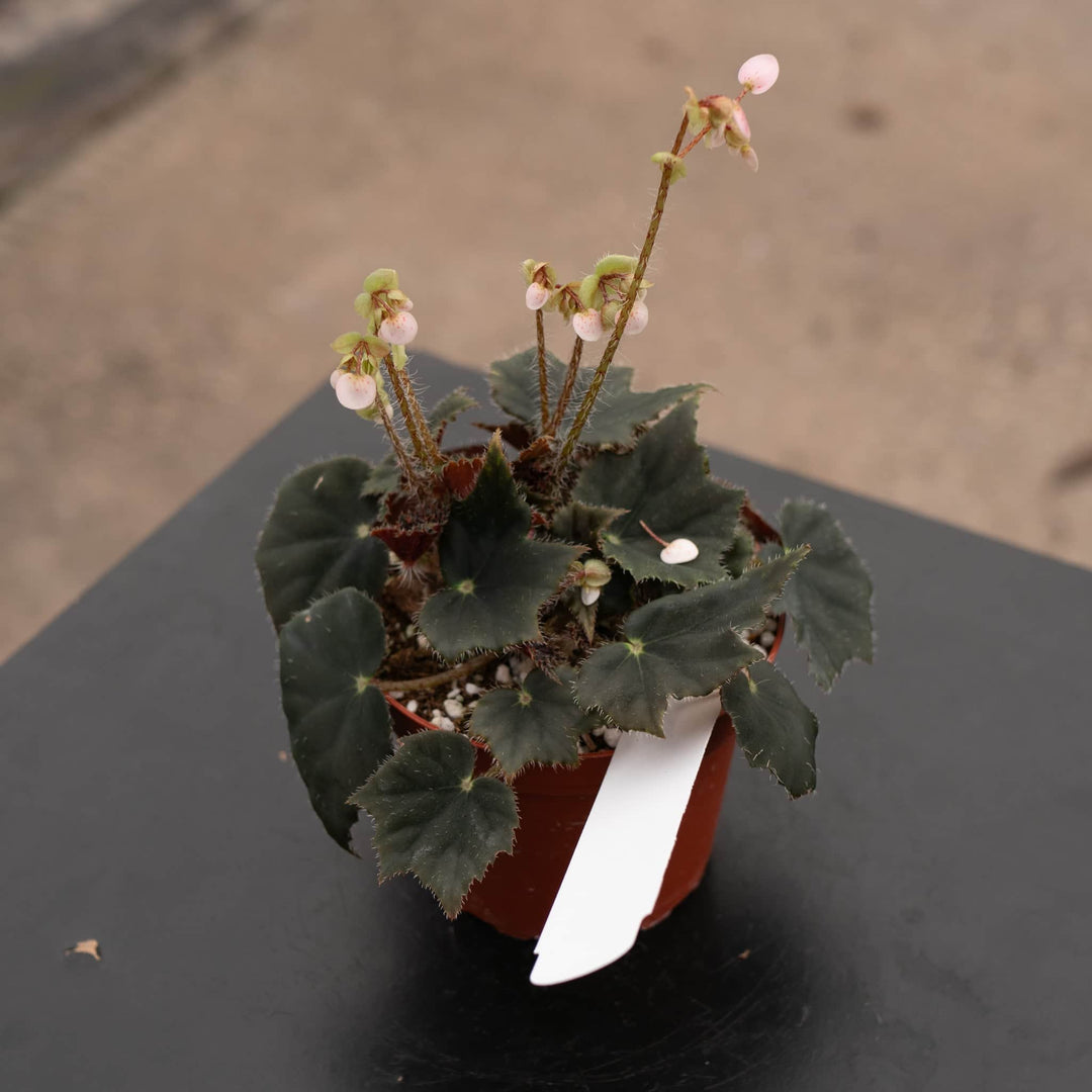 Gabriella Plants Begonia 4" Begonia 'Black Velvet'