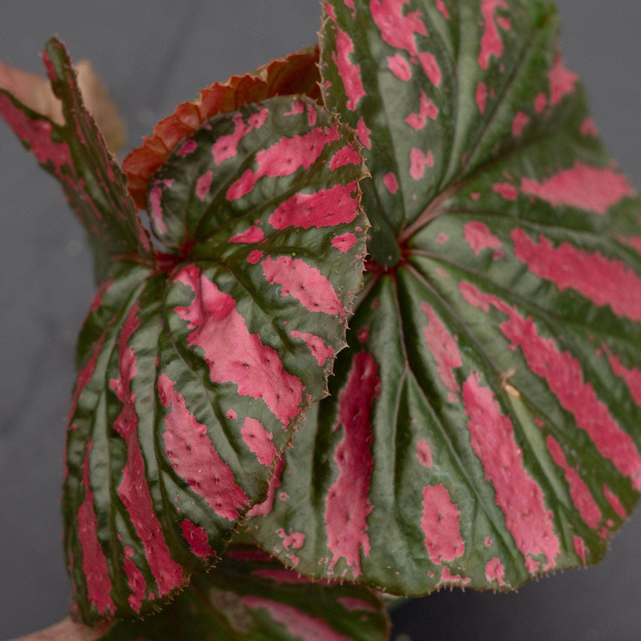 Gabriella Plants Begonia brevirimosa exotica