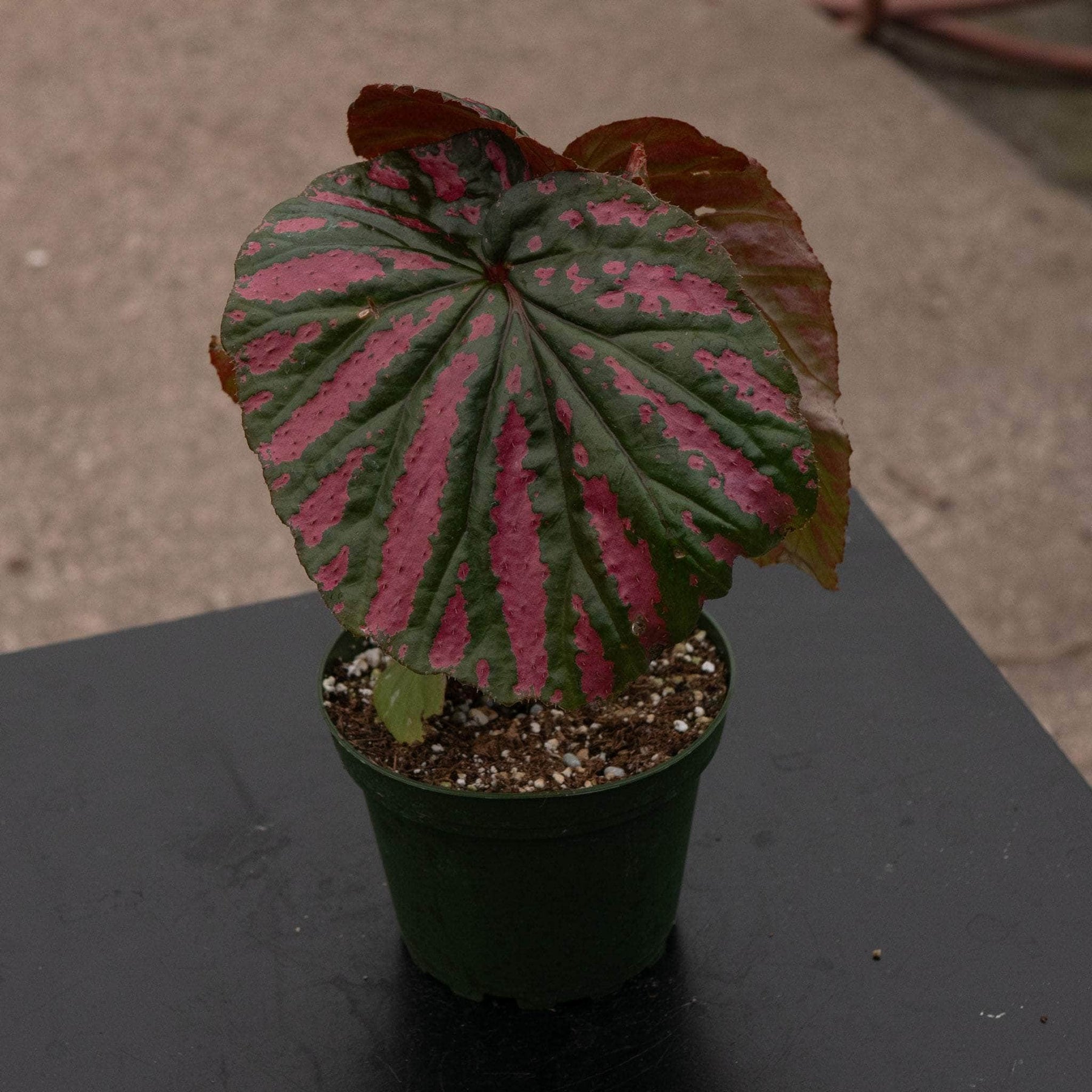 Begonia Brevirimosa Plant in Zurich in Switzerland Stock Photo - Image Begonia Brevirimosa Plant in Zurich in Switzerland Stock Photo - Image