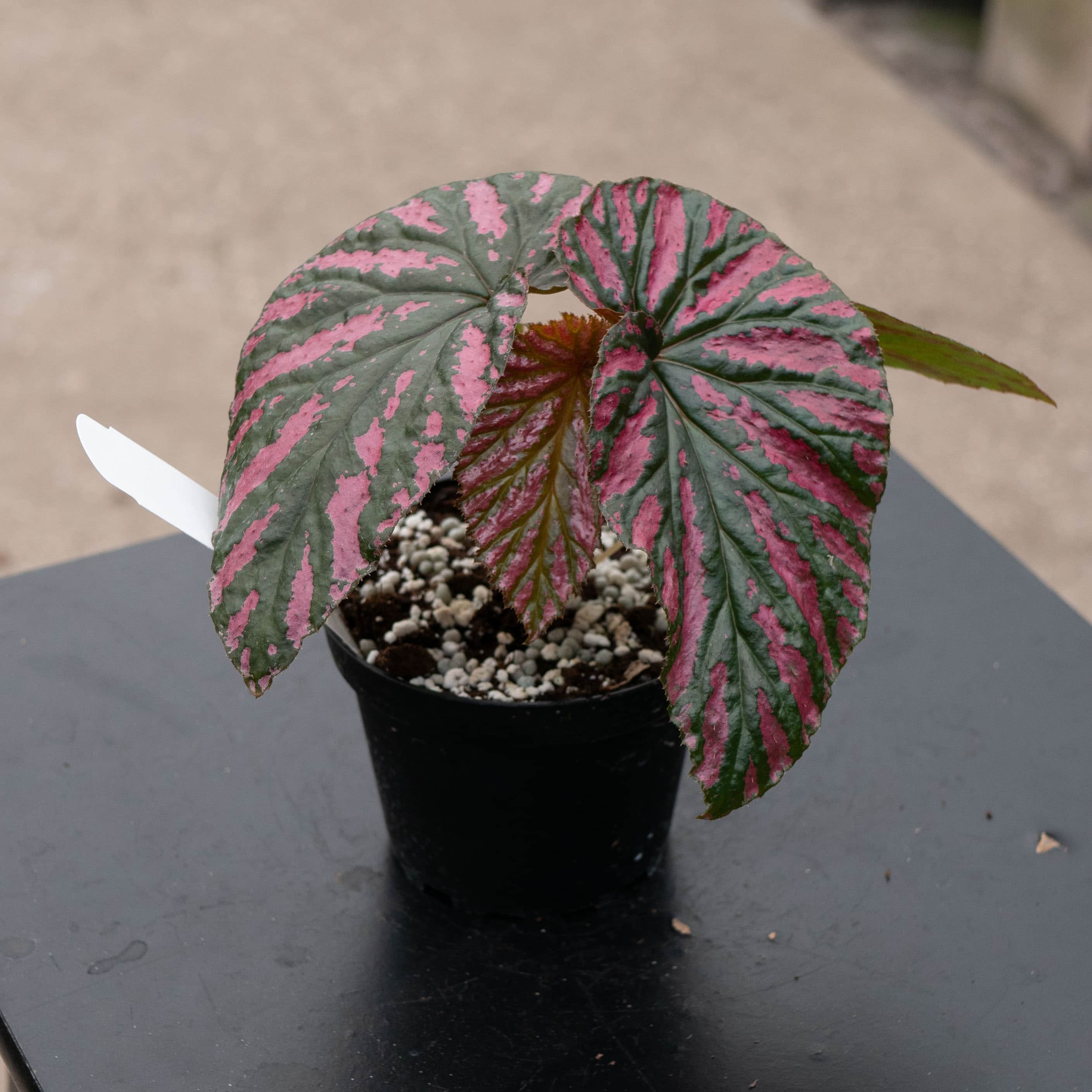 Gabriella Plants Begonia brevirimosa exotica - Thumbnail 2