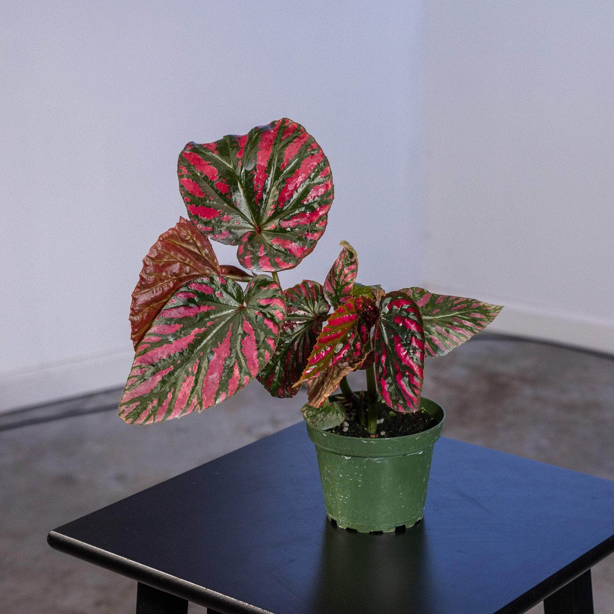 Begonia brevirimosa - un piccolo capolavoro della natura Begonia brevirimosa - un piccolo capolavoro della natura