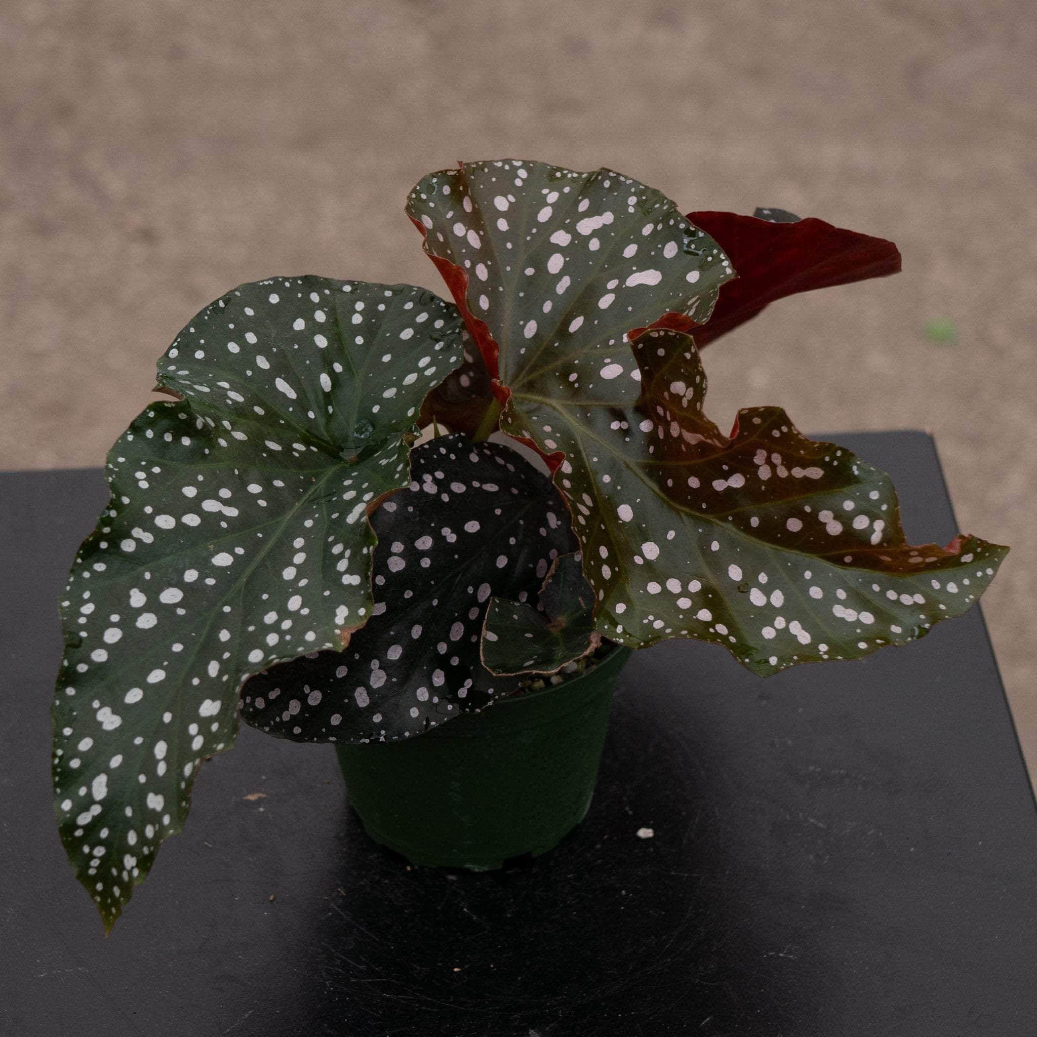 Begonia 'Cracklin' Rosie' - Thumbnail 2