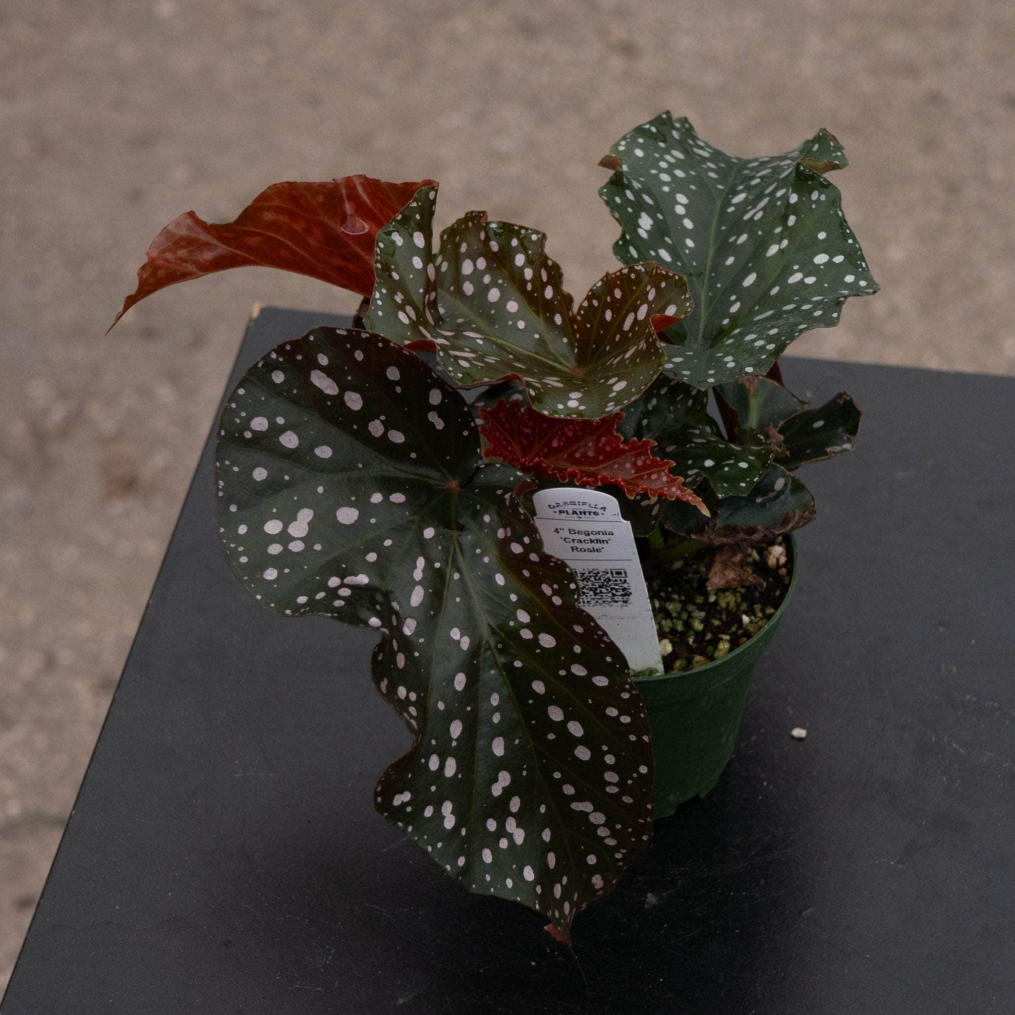 Begonia 'Cracklin' Rosie' - Thumbnail 3