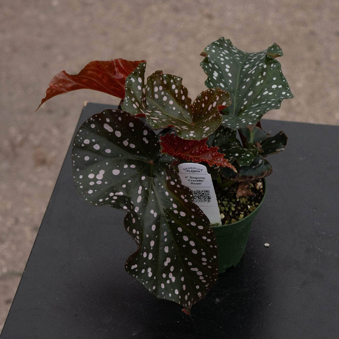 Gabriella Plants Begonia 4" Begonia 'Cracklin' Rosie'