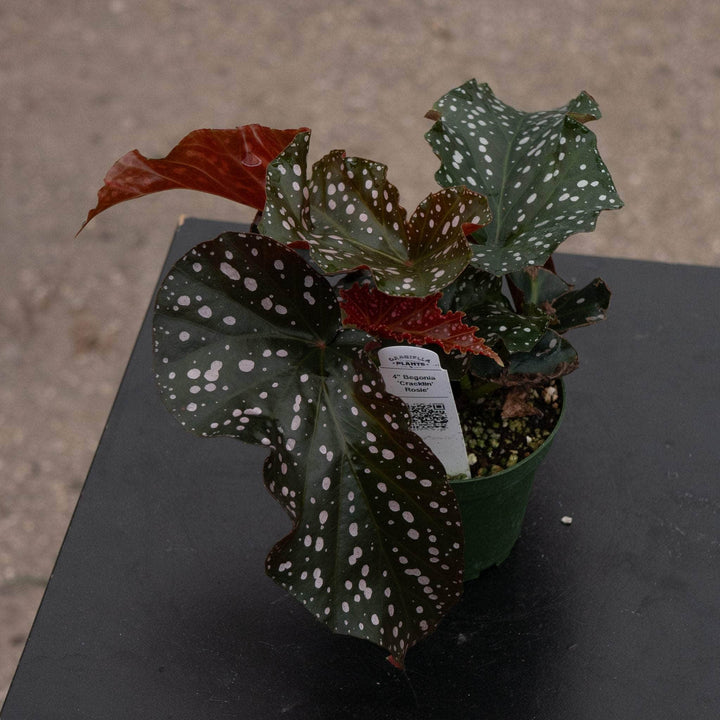 Gabriella Plants Begonia 4" Begonia 'Cracklin' Rosie'