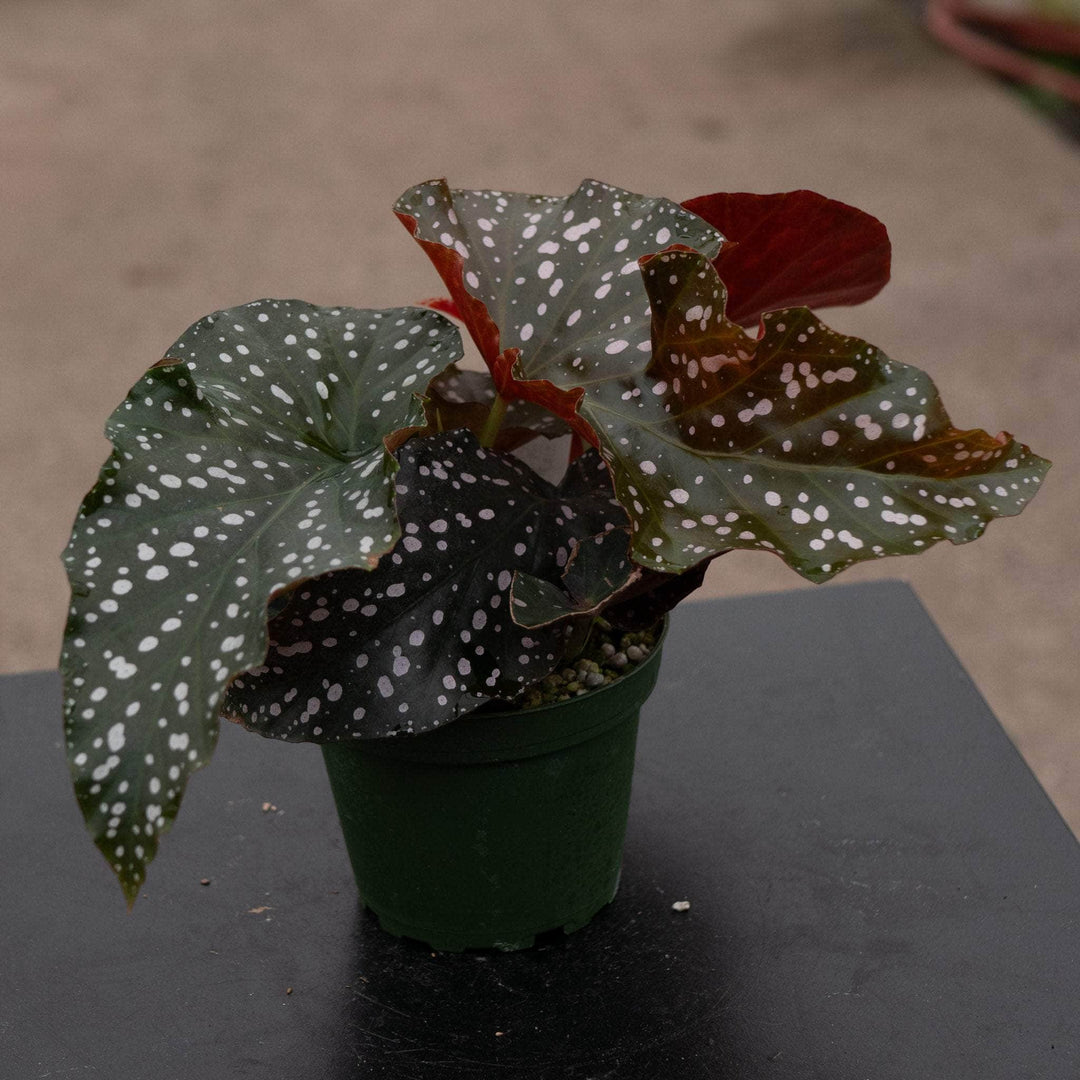 Gabriella Plants Begonia 4" Begonia 'Cracklin' Rosie'