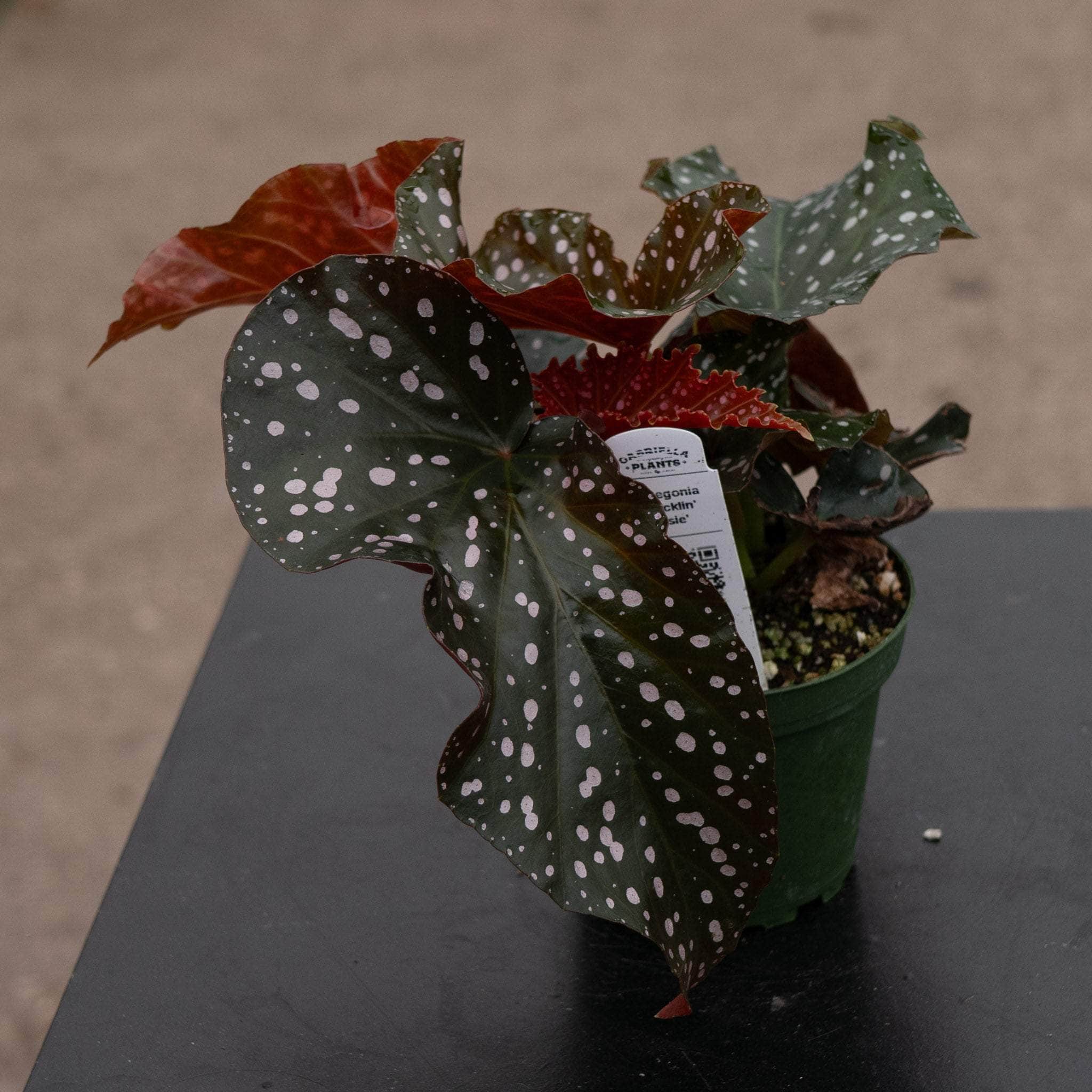 Begonia - Gabriella Plants