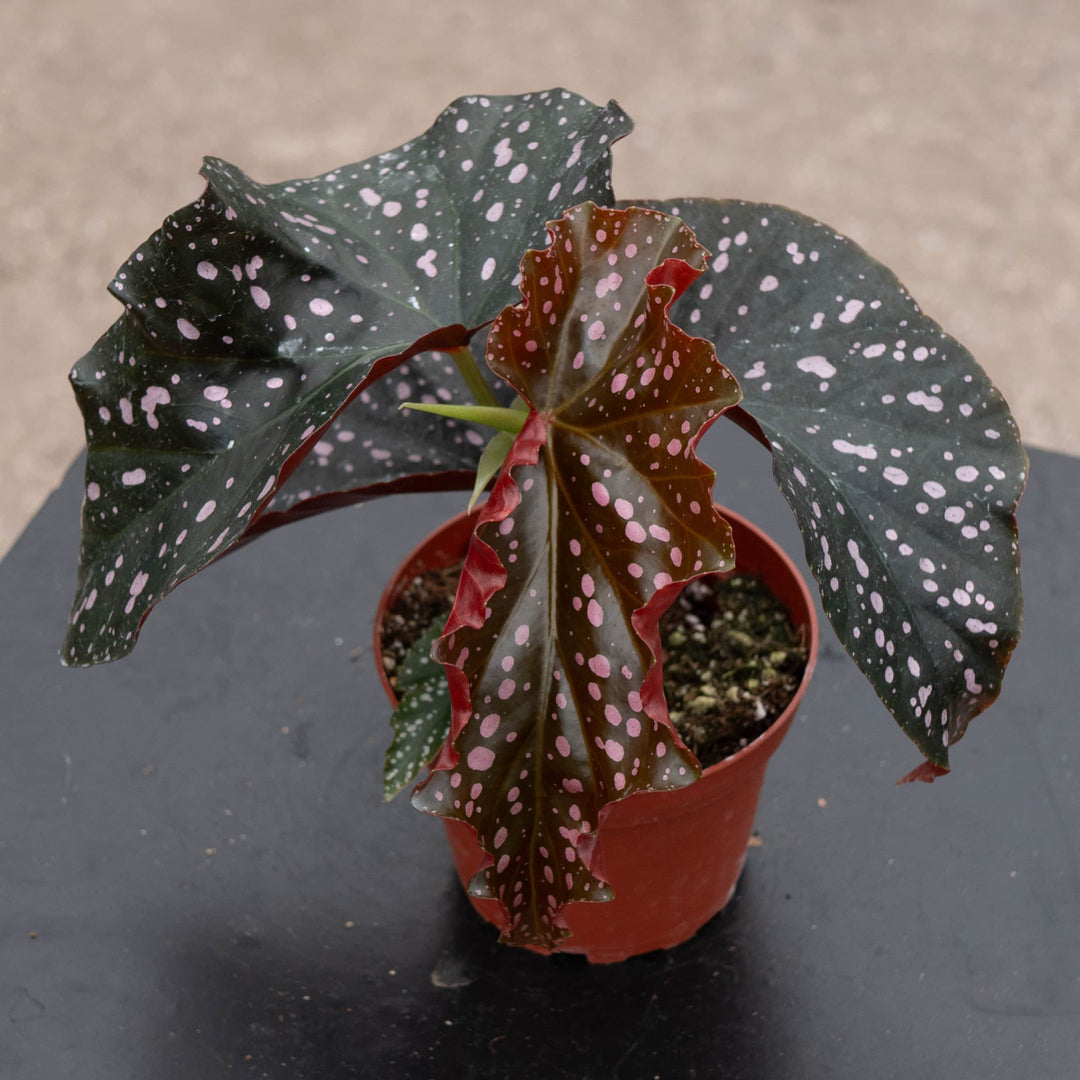 Gabriella Plants Begonia 4" Begonia 'Cracklin' Rosie'
