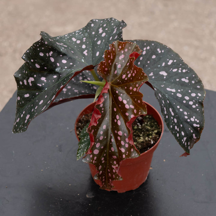 Gabriella Plants Begonia 4" Begonia 'Cracklin' Rosie'