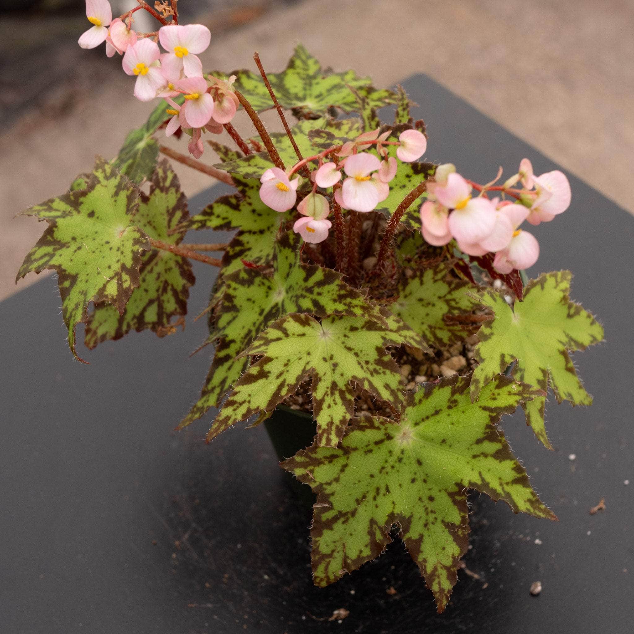 Begonia ‘Geometry’ – Gabriella Plants