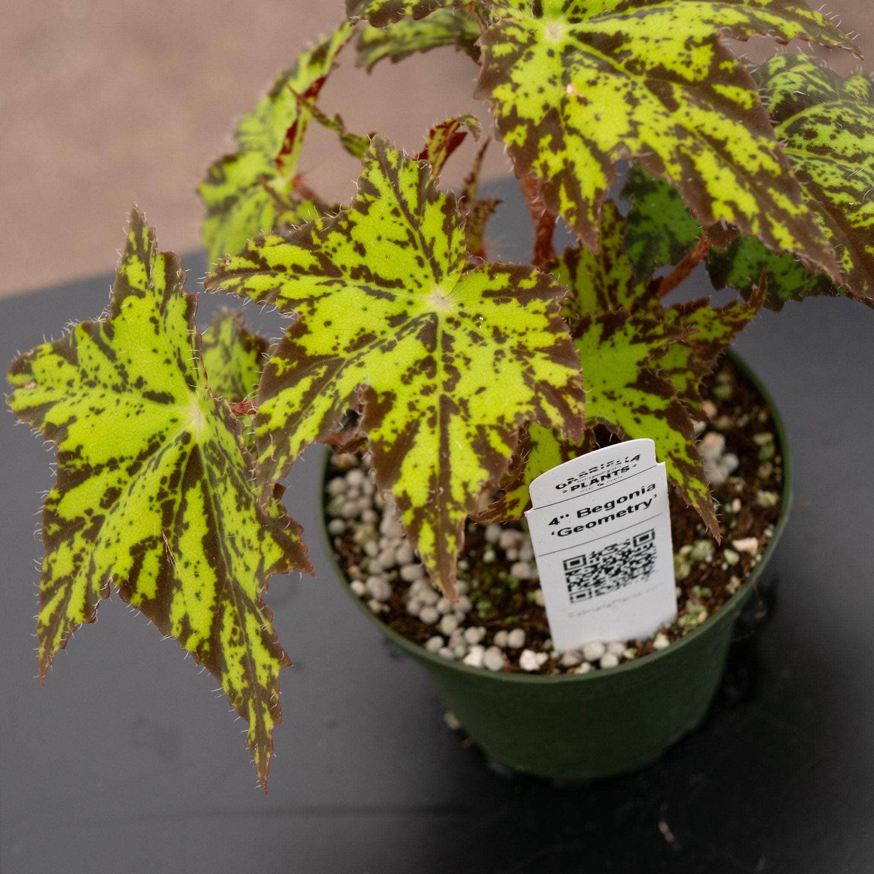 Begonia ‘Geometry’ - Gabriella Plants