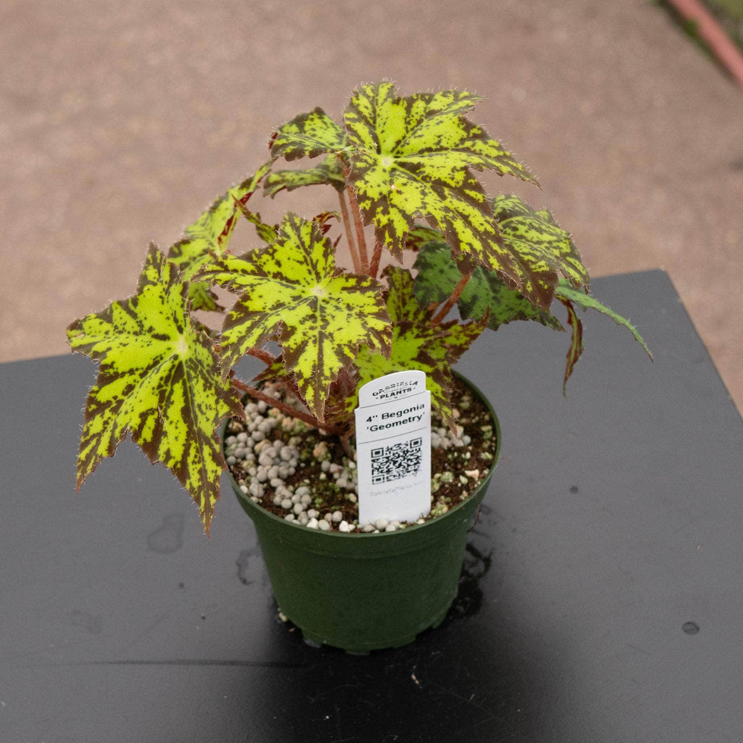 Begonia ‘Geometry’ - Gabriella Plants