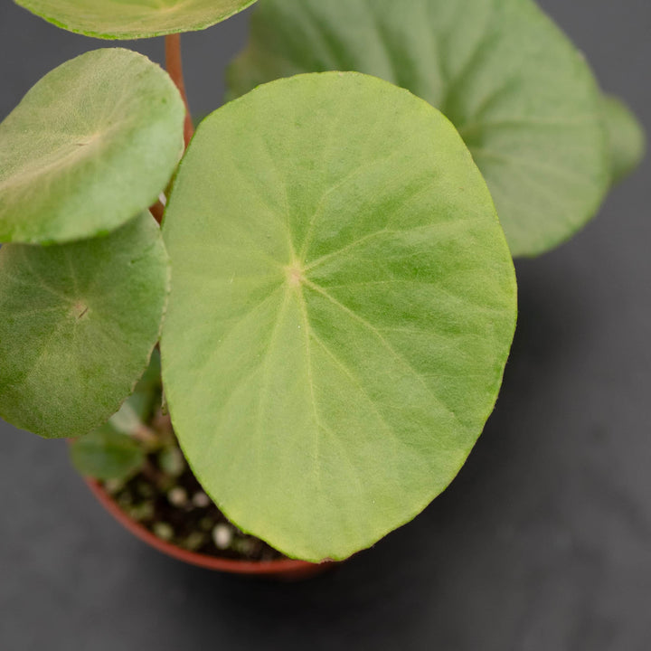 Gabriella Plants Begonia Begonia goldingiana