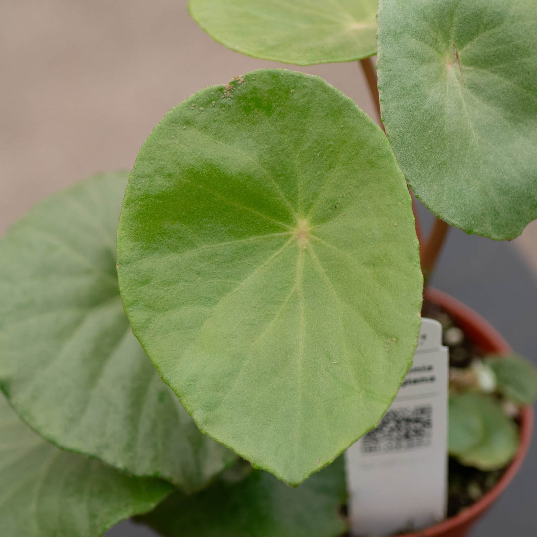 Gabriella Plants Begonia Begonia goldingiana