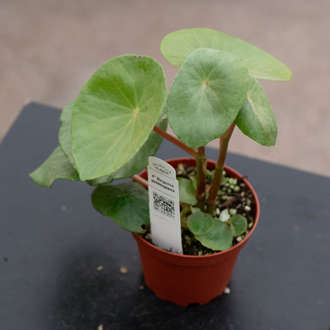Gabriella Plants Begonia Begonia goldingiana