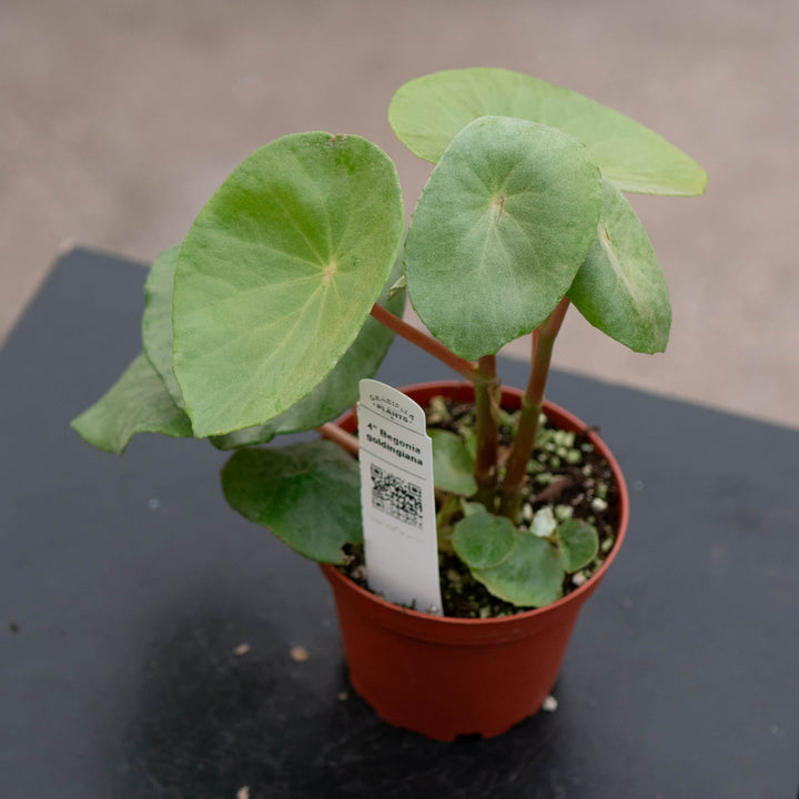 Gabriella Plants Begonia Begonia goldingiana