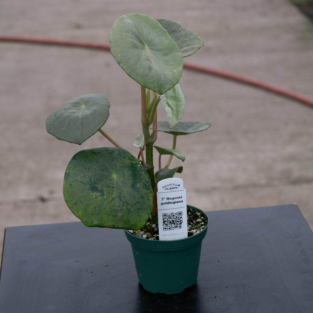 house plants begonia family Begonia goldingiana