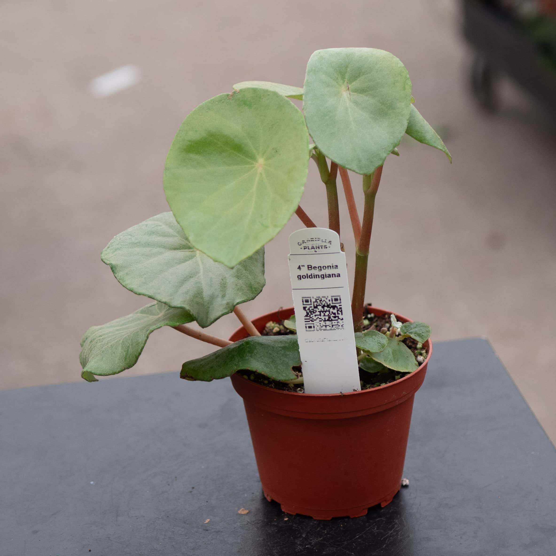 a plant nursery is having a sale. potted begonias Begonia goldingiana