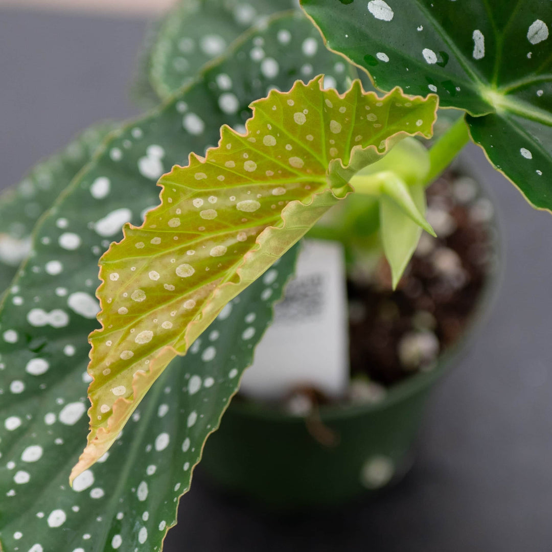 Gabriella Plants Begonia 4" Begonia 'Harmony's Legacy'