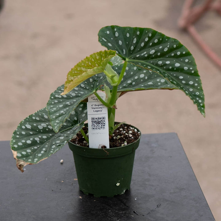 Gabriella Plants Begonia 4" Begonia 'Harmony's Legacy'
