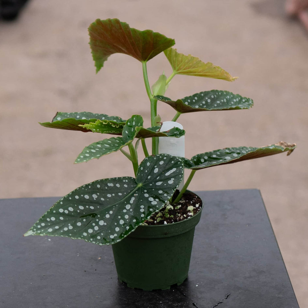 Gabriella Plants Begonia 4" Begonia 'Harmony's Legacy'