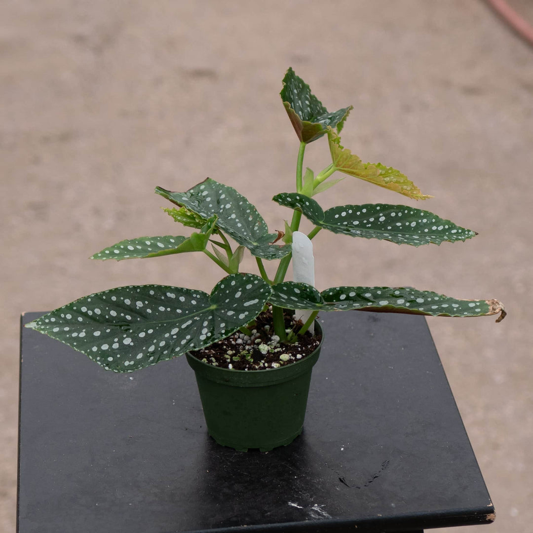 Gabriella Plants Begonia 4" Begonia 'Harmony's Legacy'