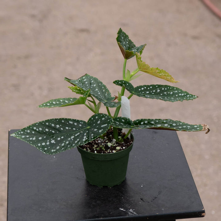 Gabriella Plants Begonia 4" Begonia 'Harmony's Legacy'