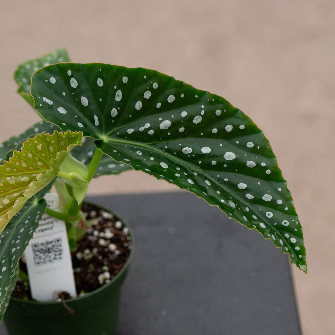 Gabriella Plants Begonia 4" Begonia 'Harmony's Legacy'