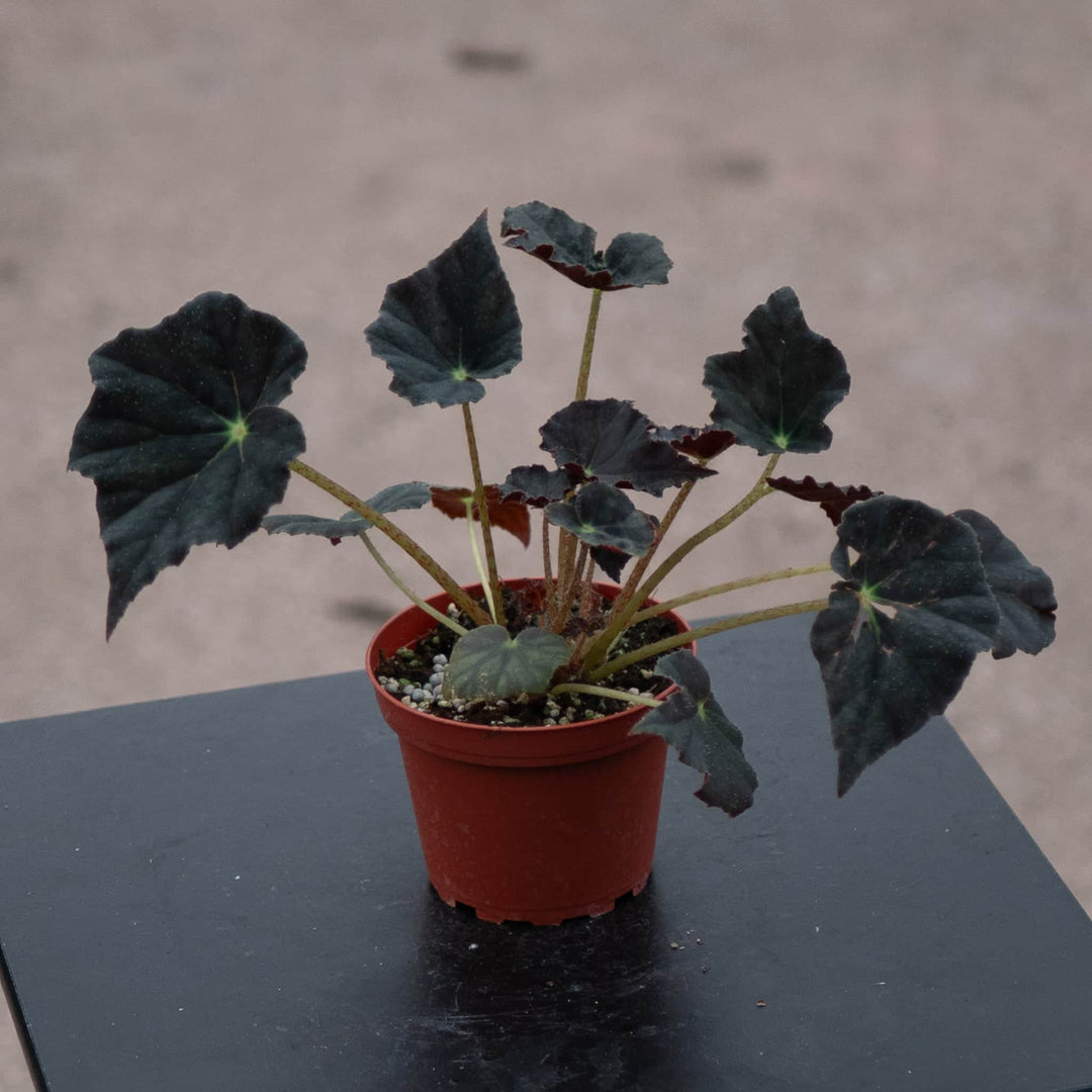 Gabriella Plants Begonia 4" Begonia 'Joe Hayden'