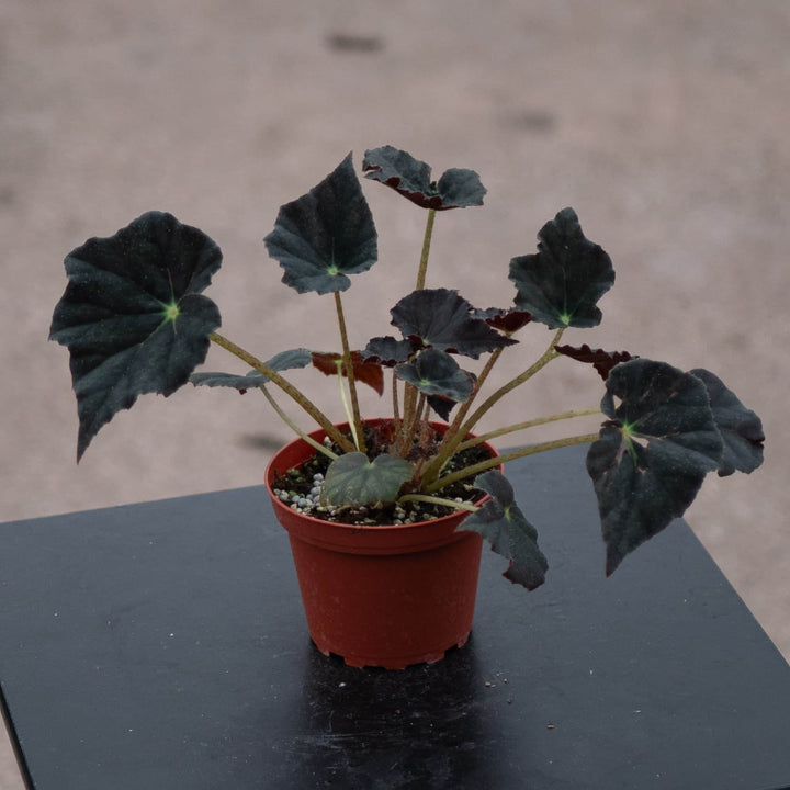Gabriella Plants Begonia 4" Begonia 'Joe Hayden'