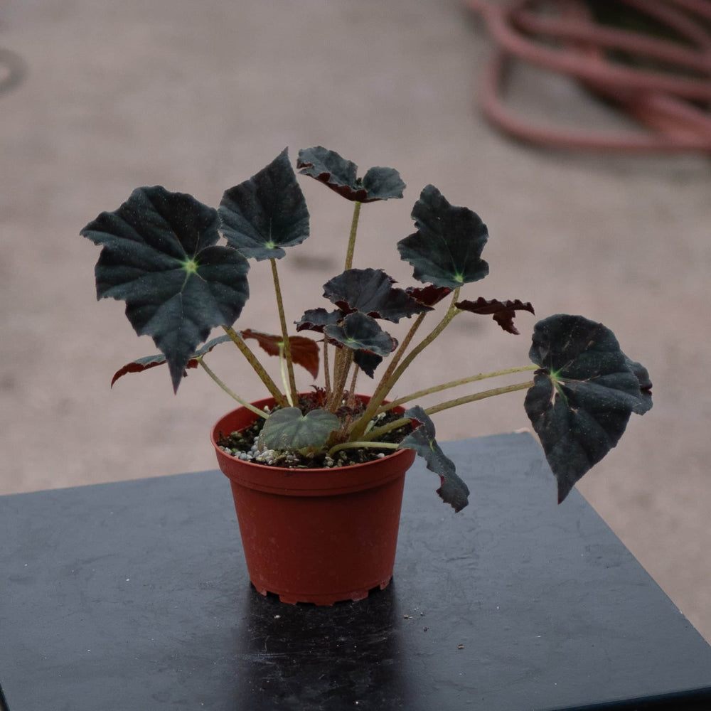 Gabriella Plants Begonia 4" Begonia 'Joe Hayden'