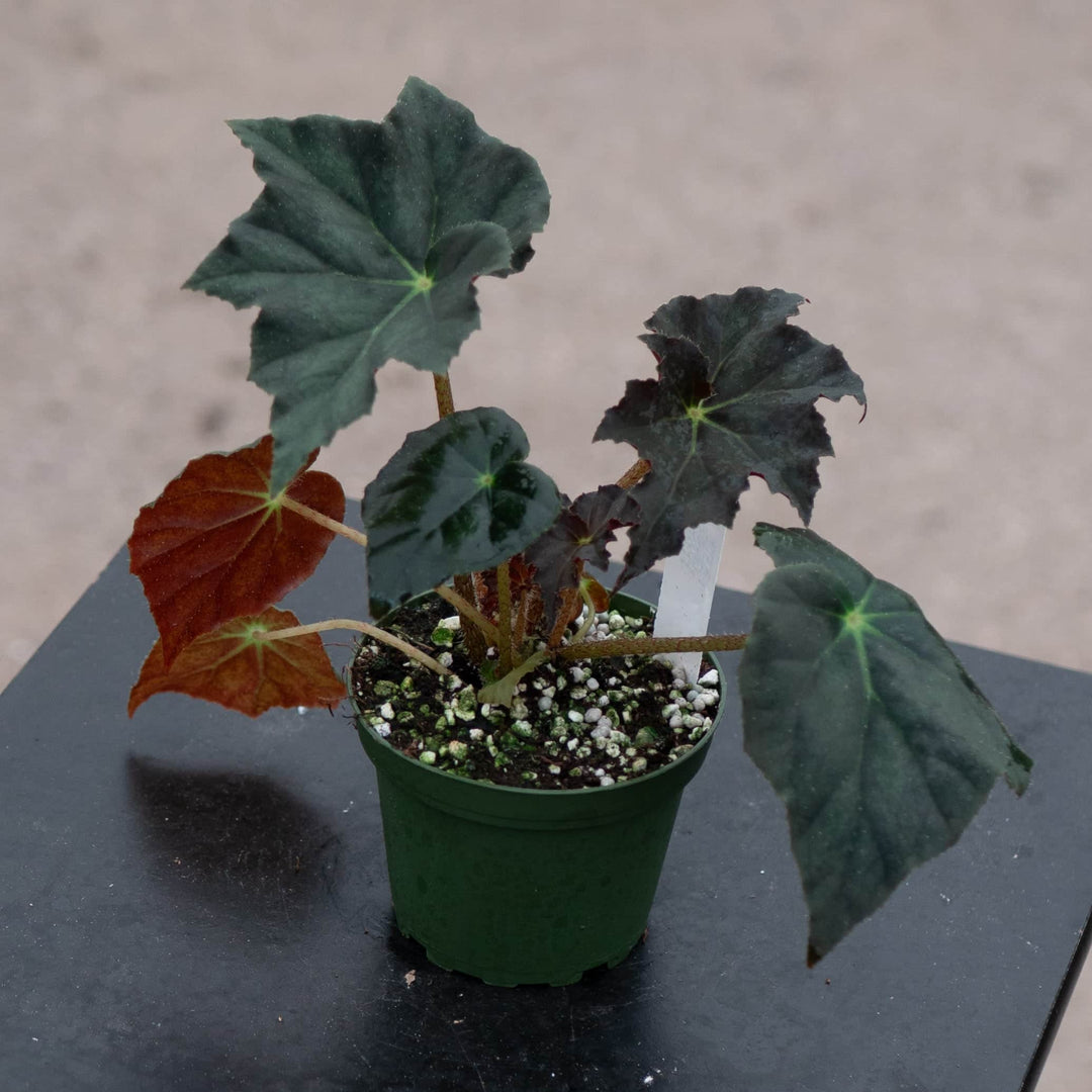 Gabriella Plants Begonia 4" Begonia 'Joe Hayden'