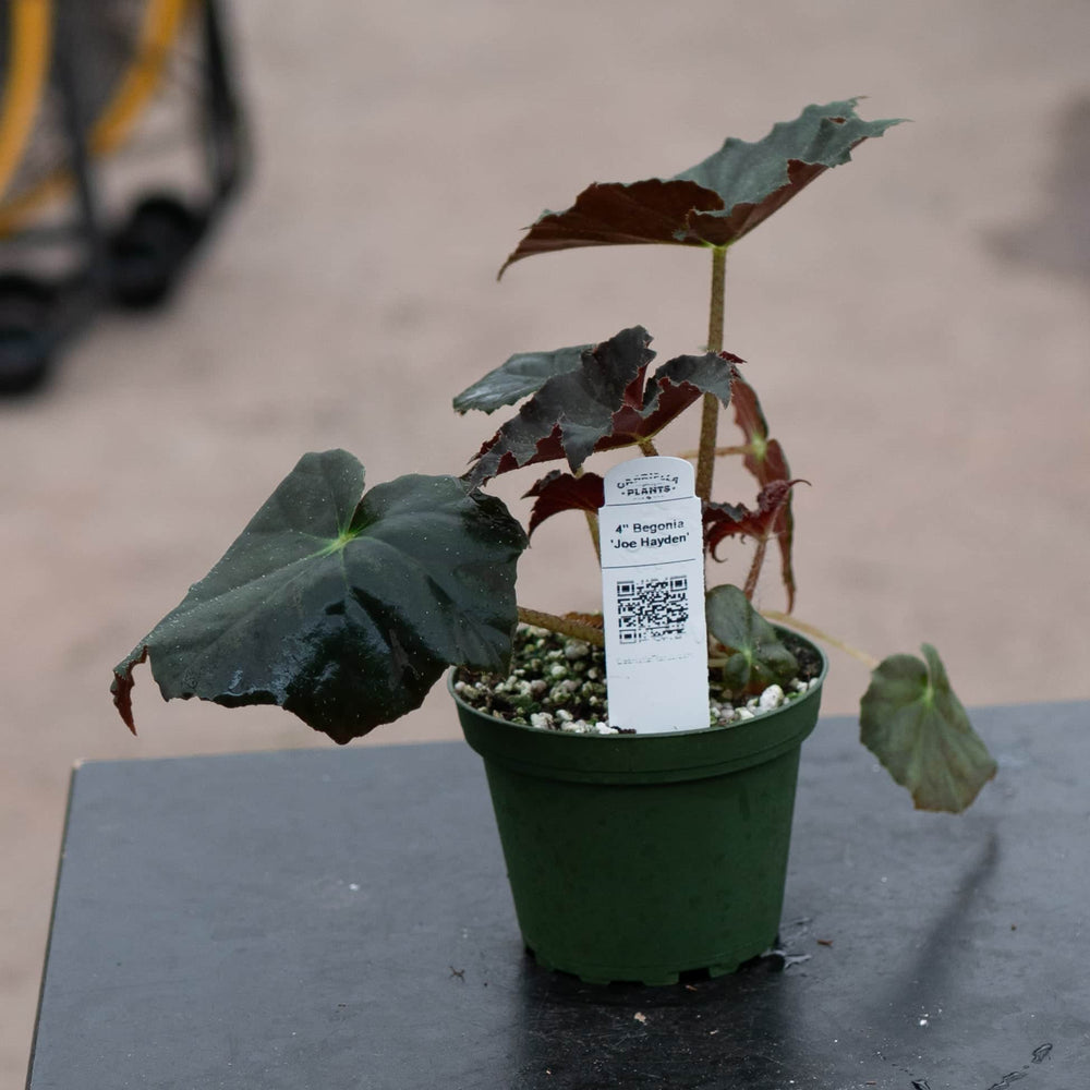 Gabriella Plants Begonia 4" Begonia 'Joe Hayden'